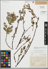 Foto von Salix myrsinifolia Salisb. x Salix phylicifolia L.